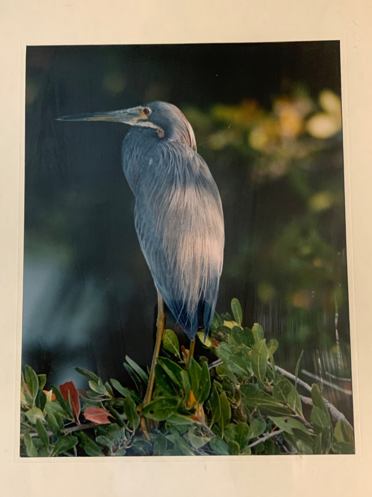 Framed Great Blue Heron Wildlife Photography Prints Set of 2 Nature Bird Art