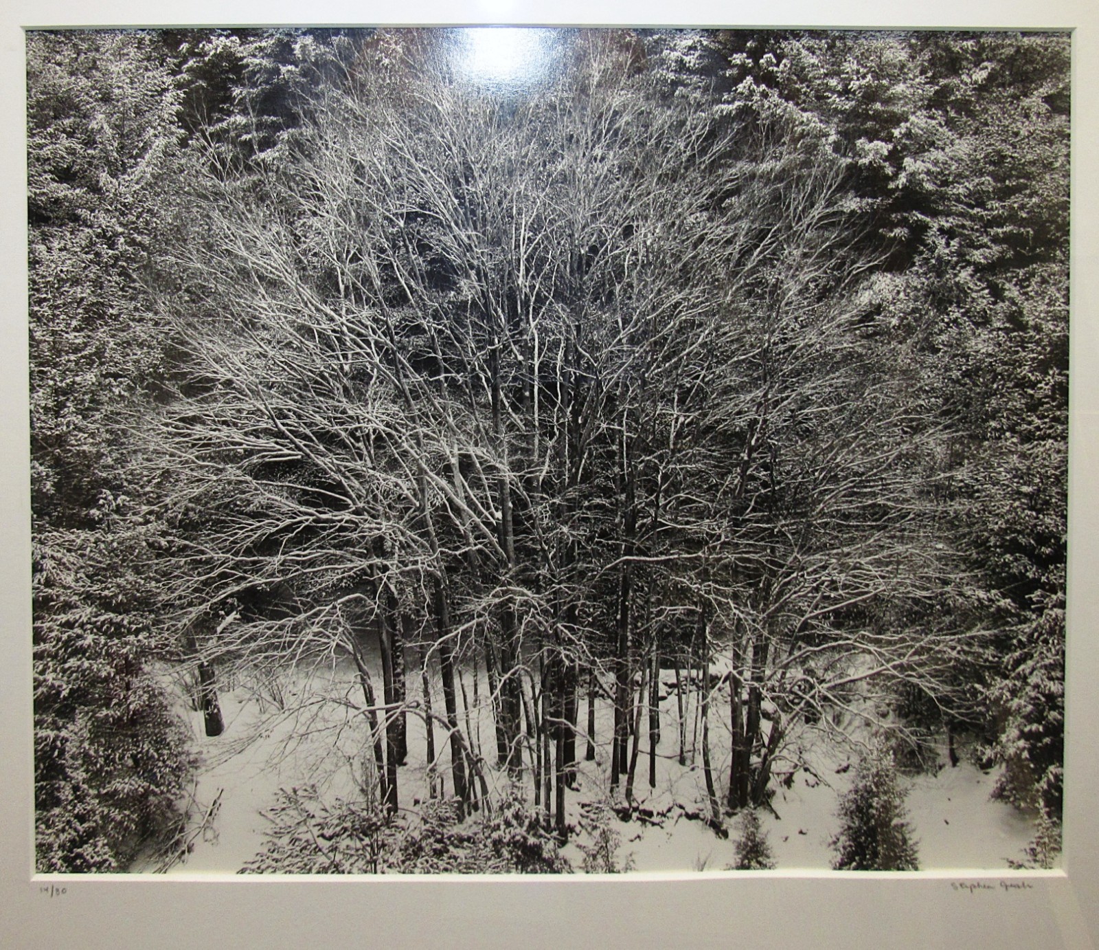 Stephen Gersh Gelatin Silver Print Photograph Trees in Snow Listed Photographer