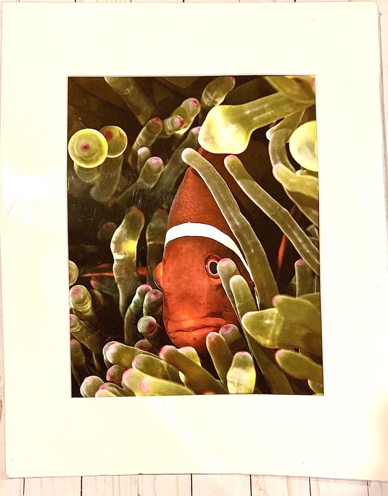 Banda Sea Indonesia – Spine Cheek-Anemonefish Photo By Artist Vince Matulewich