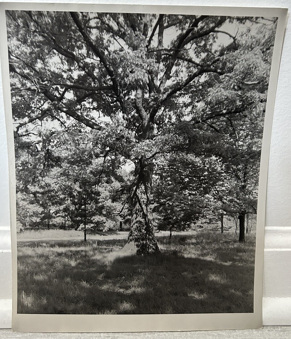 Arthur Gray Standard Oil Photographer Cleveland Ohio Americana Tree In Woods!!!!