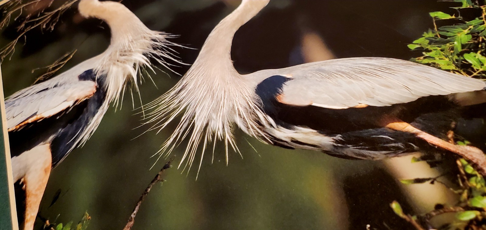 Signed Bob Salyers Heron & Egret Wildlife Photo Prints Pair 11×14 2005 Matted