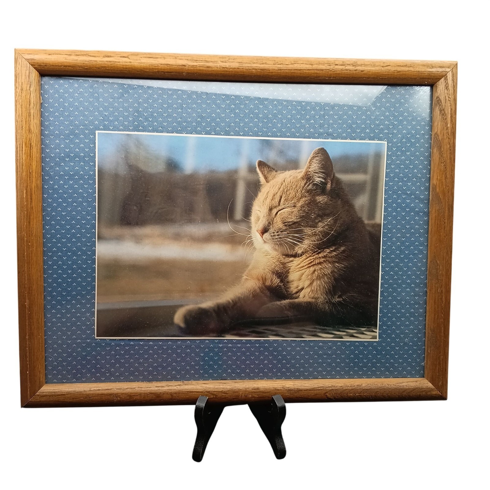 Vintage Framed Tabby Cat Photography Wall Art in Rustic Oak Frame