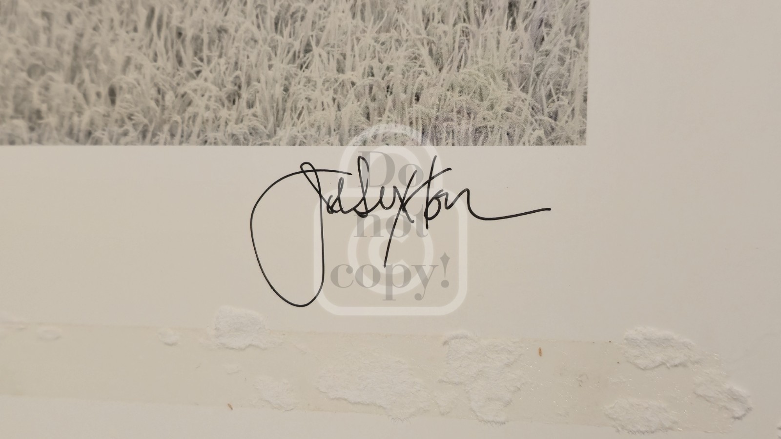 1990’s John Sexton Signed Photograph. Rice Field & Pine Forest. Tohoku, Japan