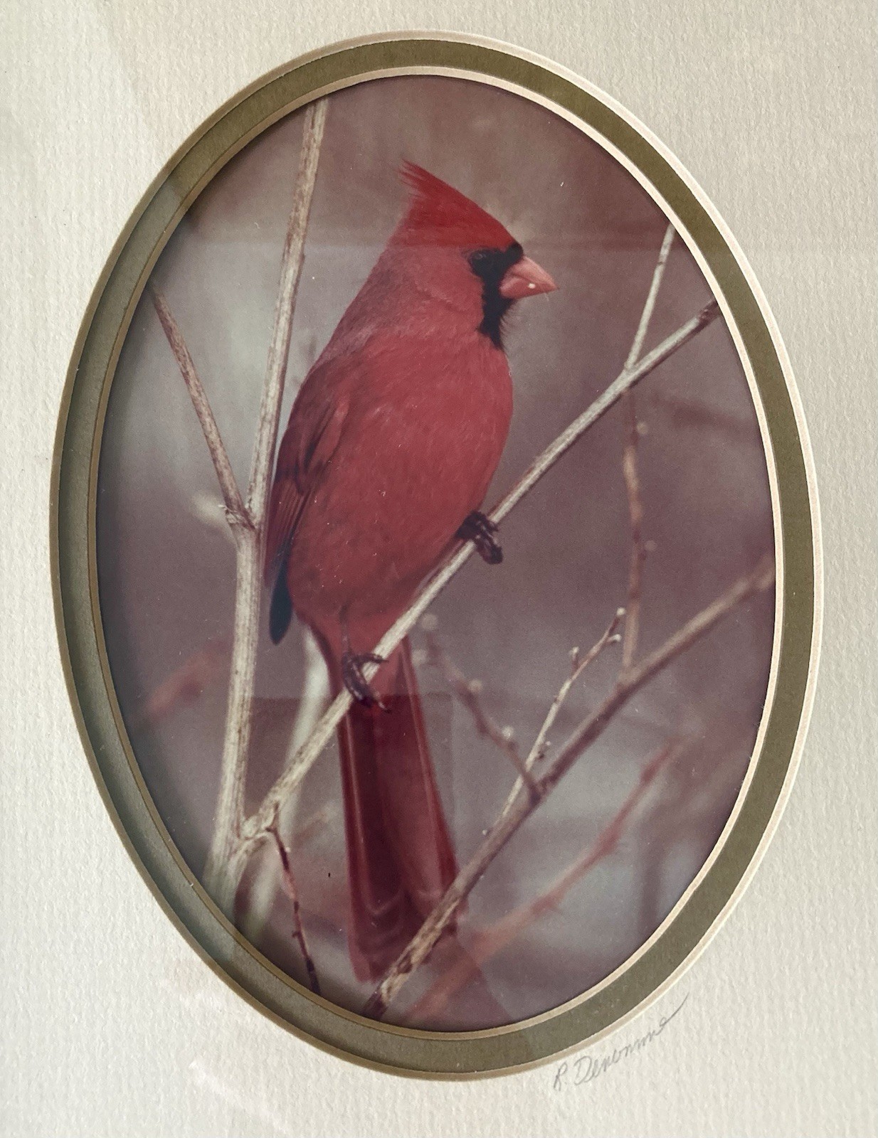 Rick Denomme Bird Photography Set of 4 Framed Cardinal Chickadee Titmouse Signed