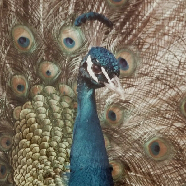 Peacock in Full Regalia Photograph: 16″ x 20″: Exquisitely Detailed