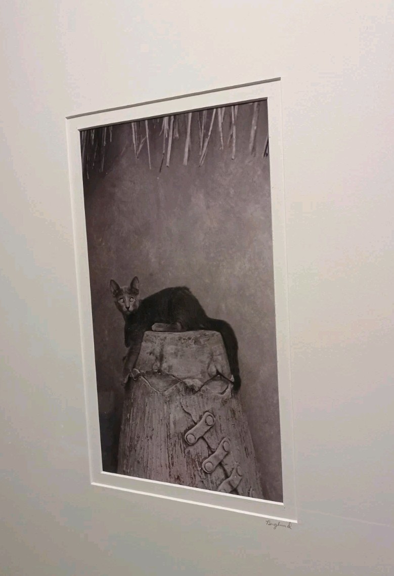 Sophisticated Kitty Cat Black & White Art Photography 17 X 21″ BERGLUND Signed