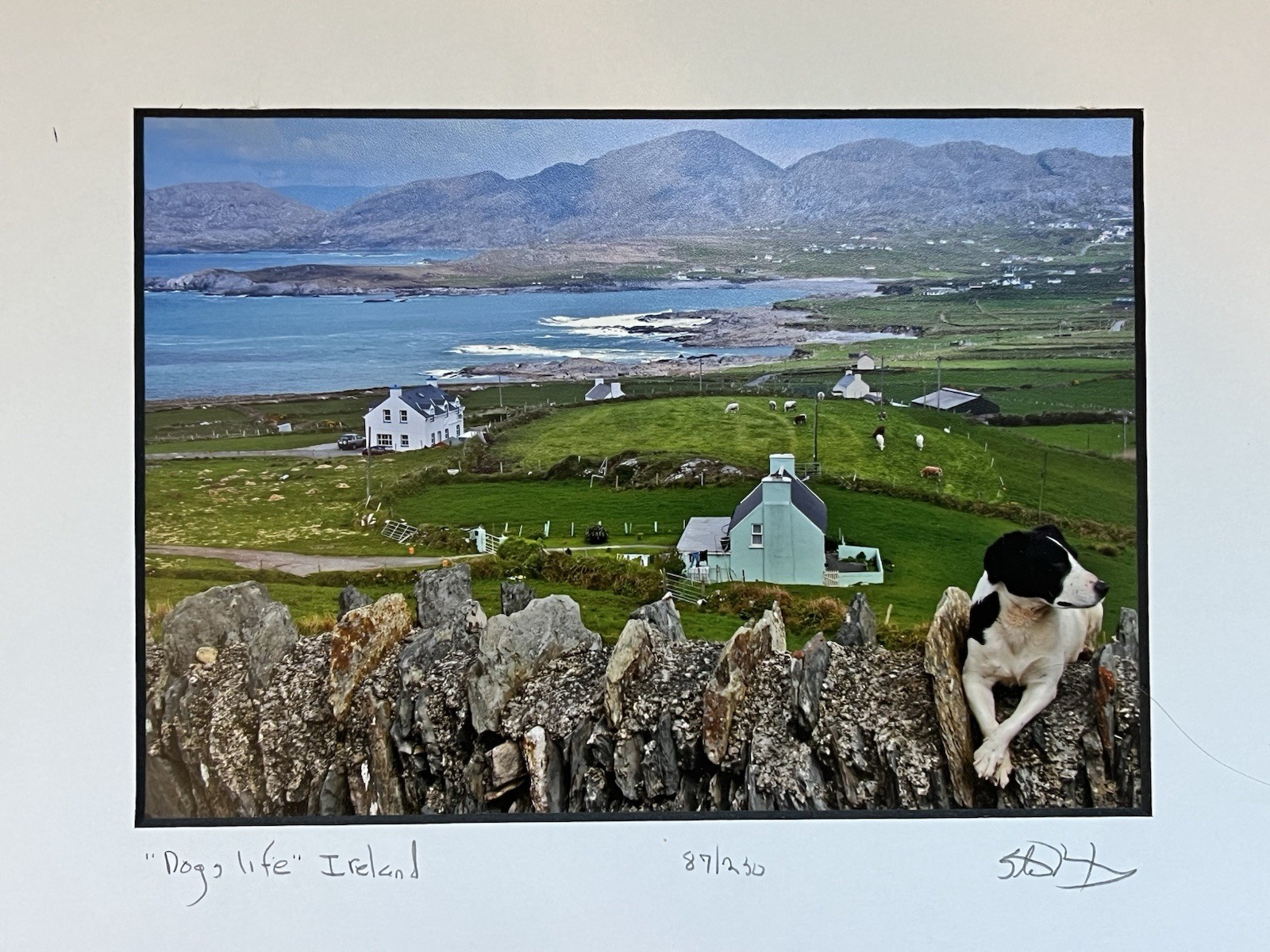 Travel Photography – Irish Dog Print