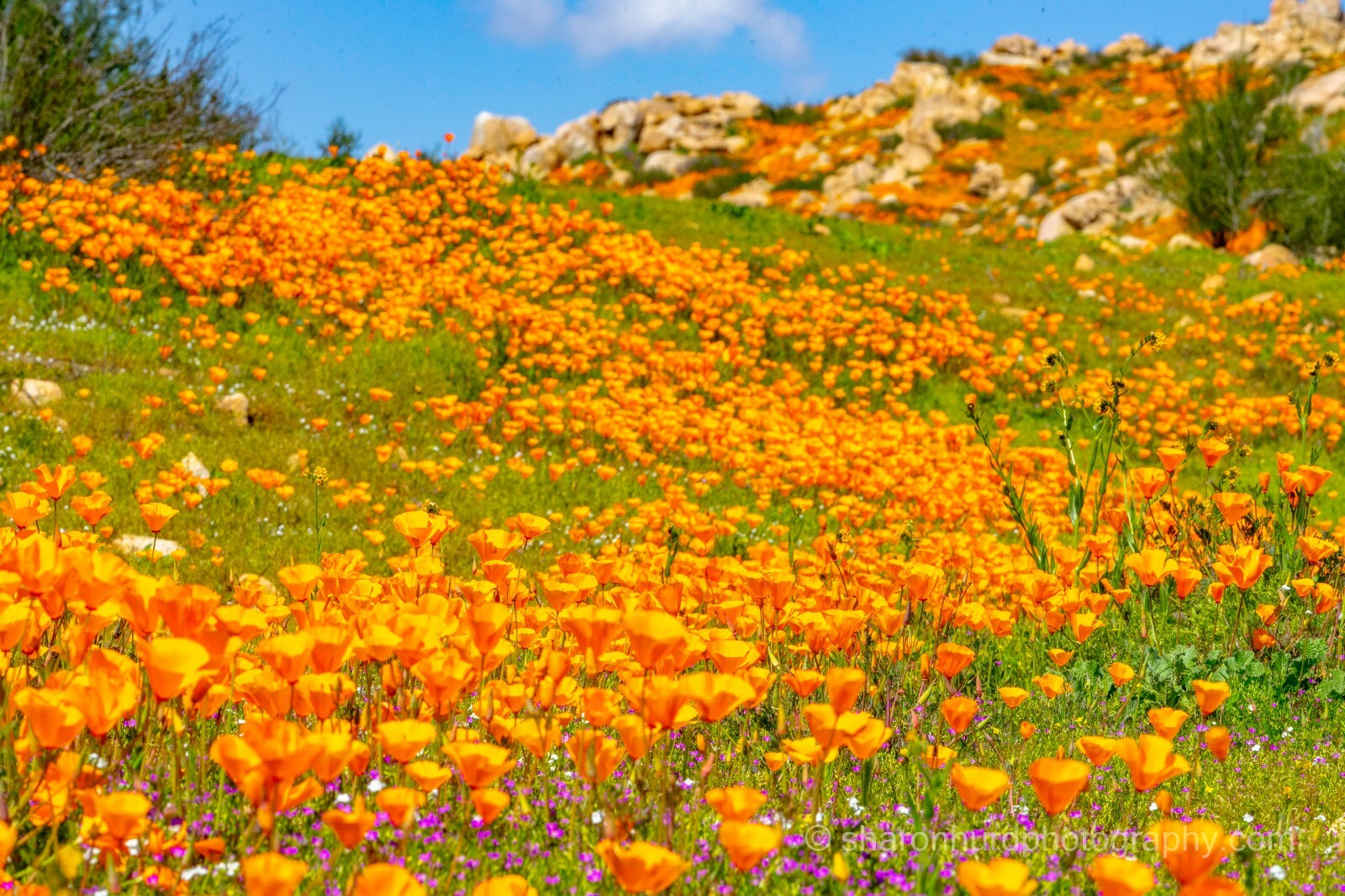 Landscape photography print California Poppies, photo nature wall decor