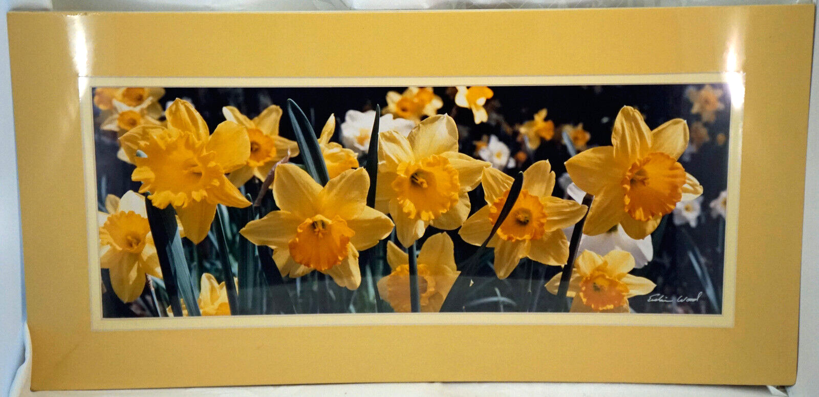 Large Format Photograph Signed Erskine Wood DAFFODILS Double Matted