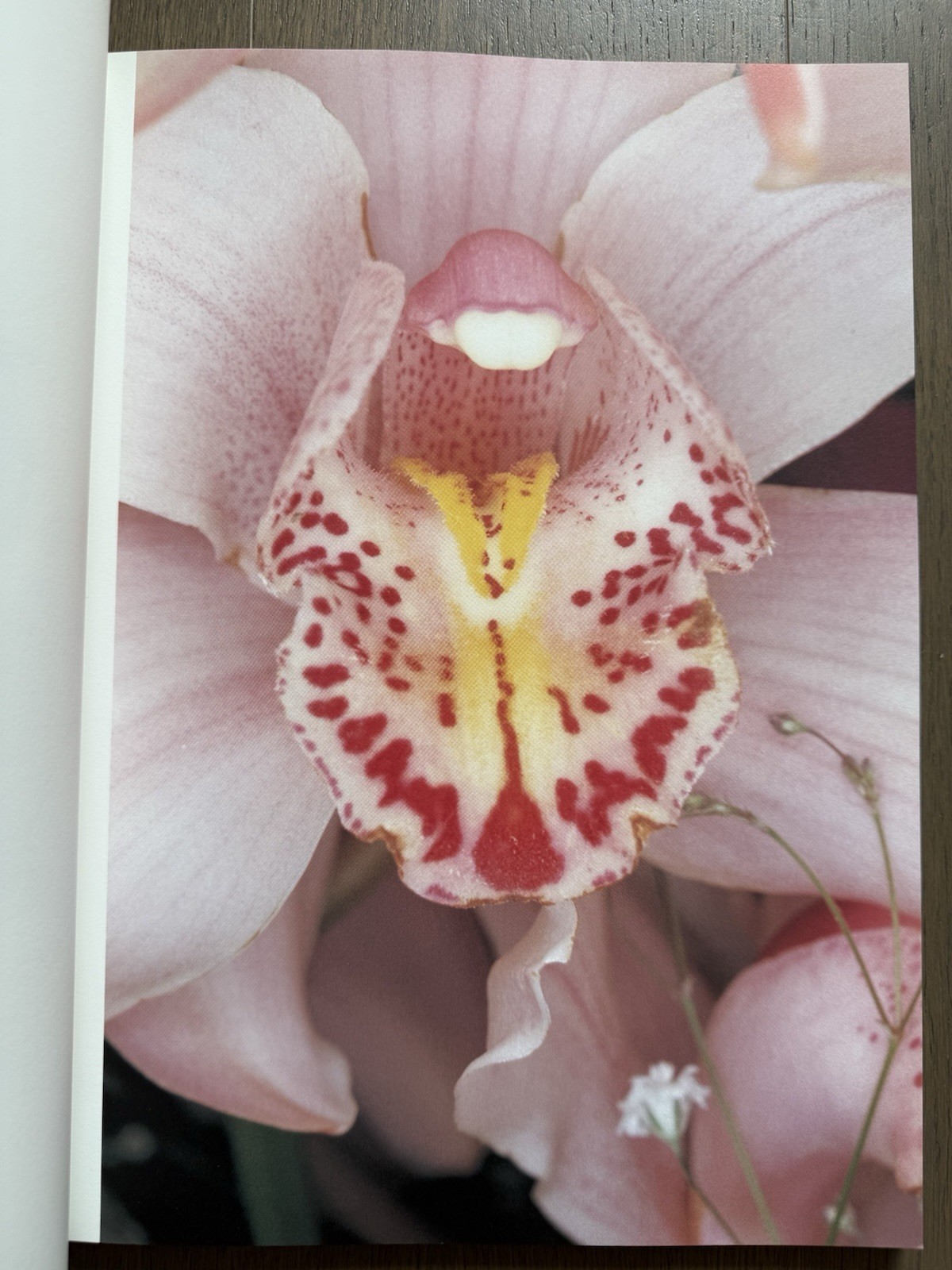 🎈SIGNED w Drawing! Nobuyoshi Araki – HANA-JINSEI, 2002 Japan Limited Ed, Unique