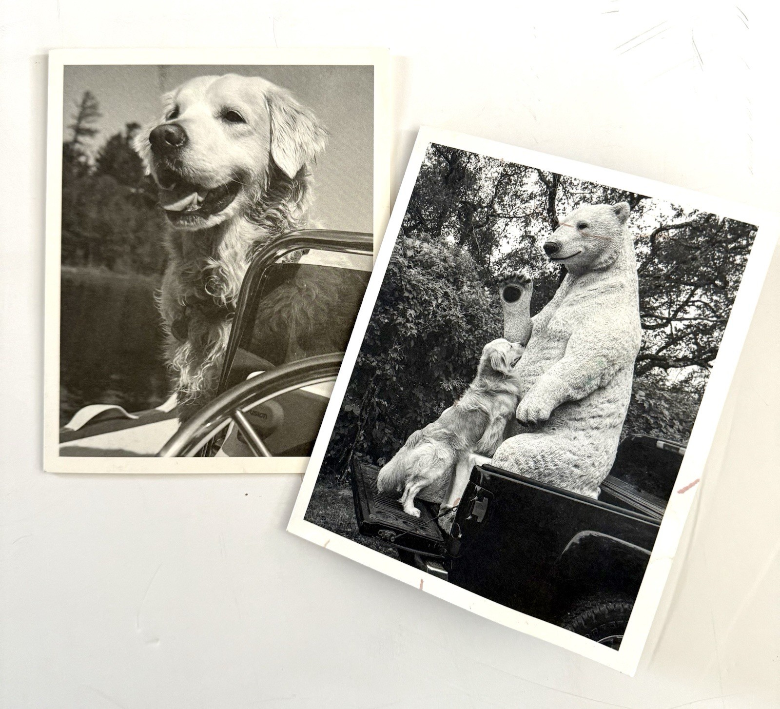 Pair of Bruce Weber Original SIGNED Cards Photographs 2016 & 2019 Dogs Rare