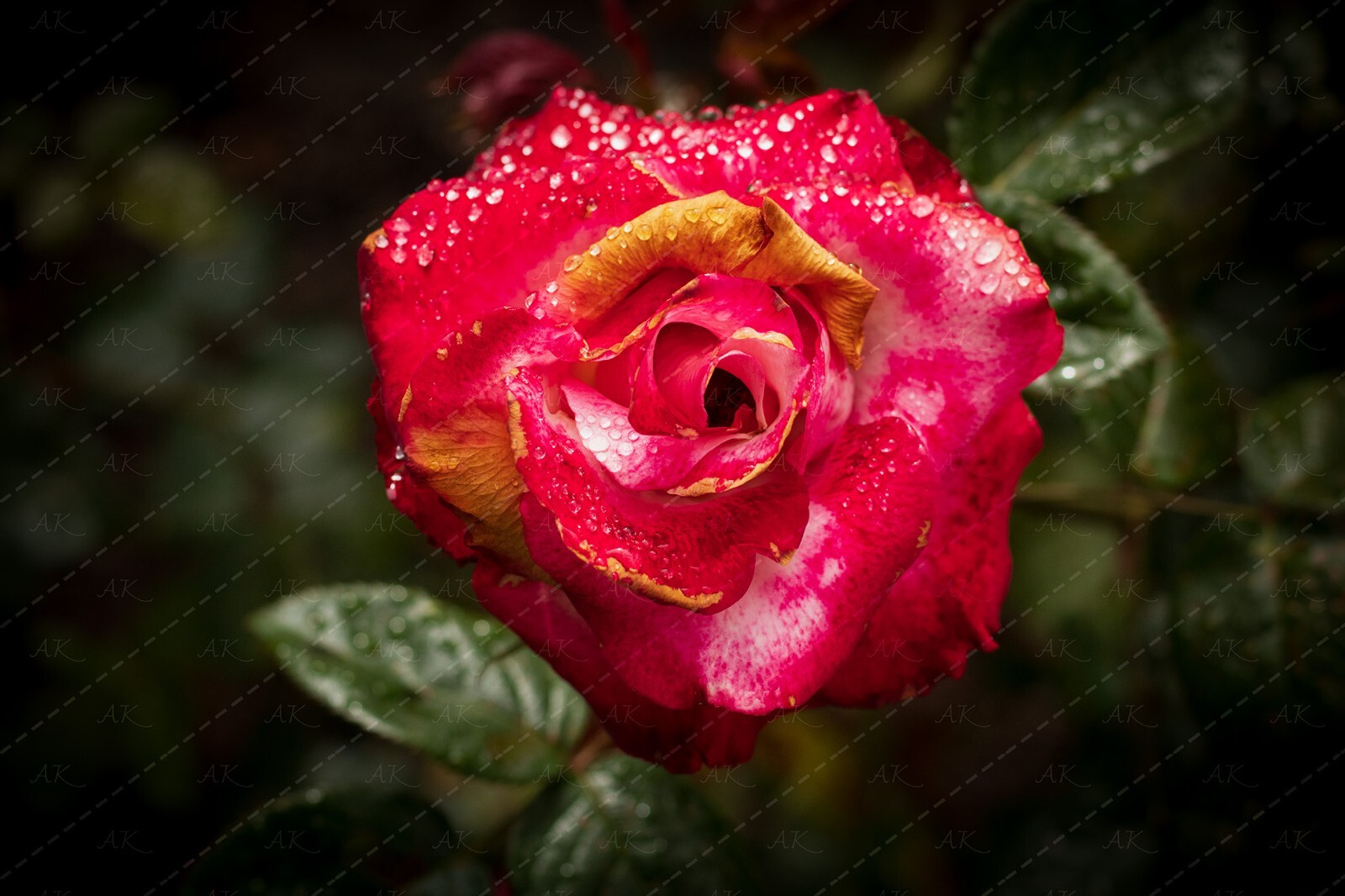 Digital Image Picture Photo Wallpaper: Rose Flowers After Rain