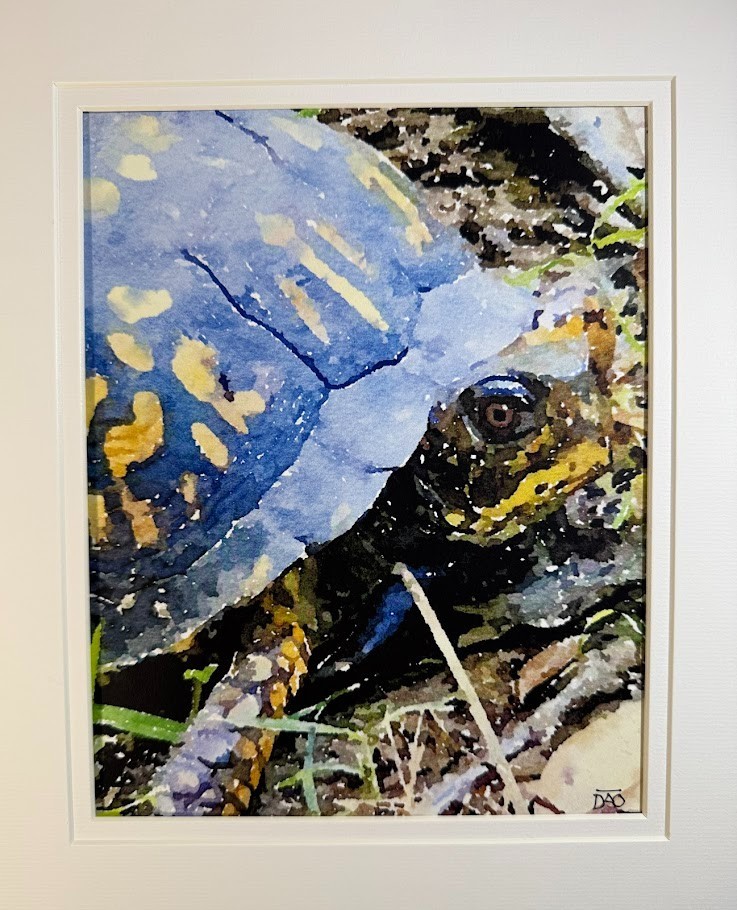 Box Turtle Digital Watercolor Original Art Photograph 8 X 10 Mat 11 X 14 Signed