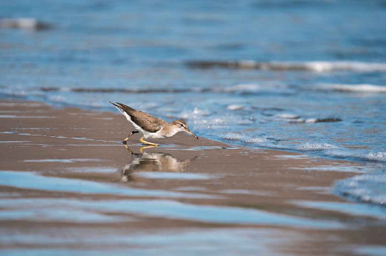 Sandpiper playing with the tide