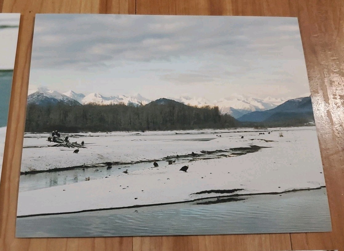 American Bald Eagle Print Pictures Lot of 4 Birds Water Preserve Scenery 8×10