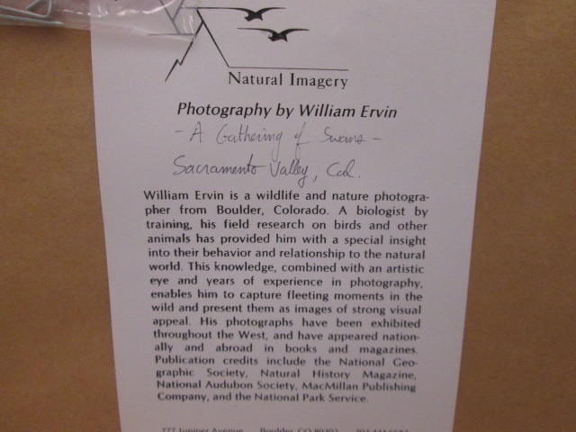Natural Imagery Signed Photograh by William Ervin “A Gathering of Swans” Framed