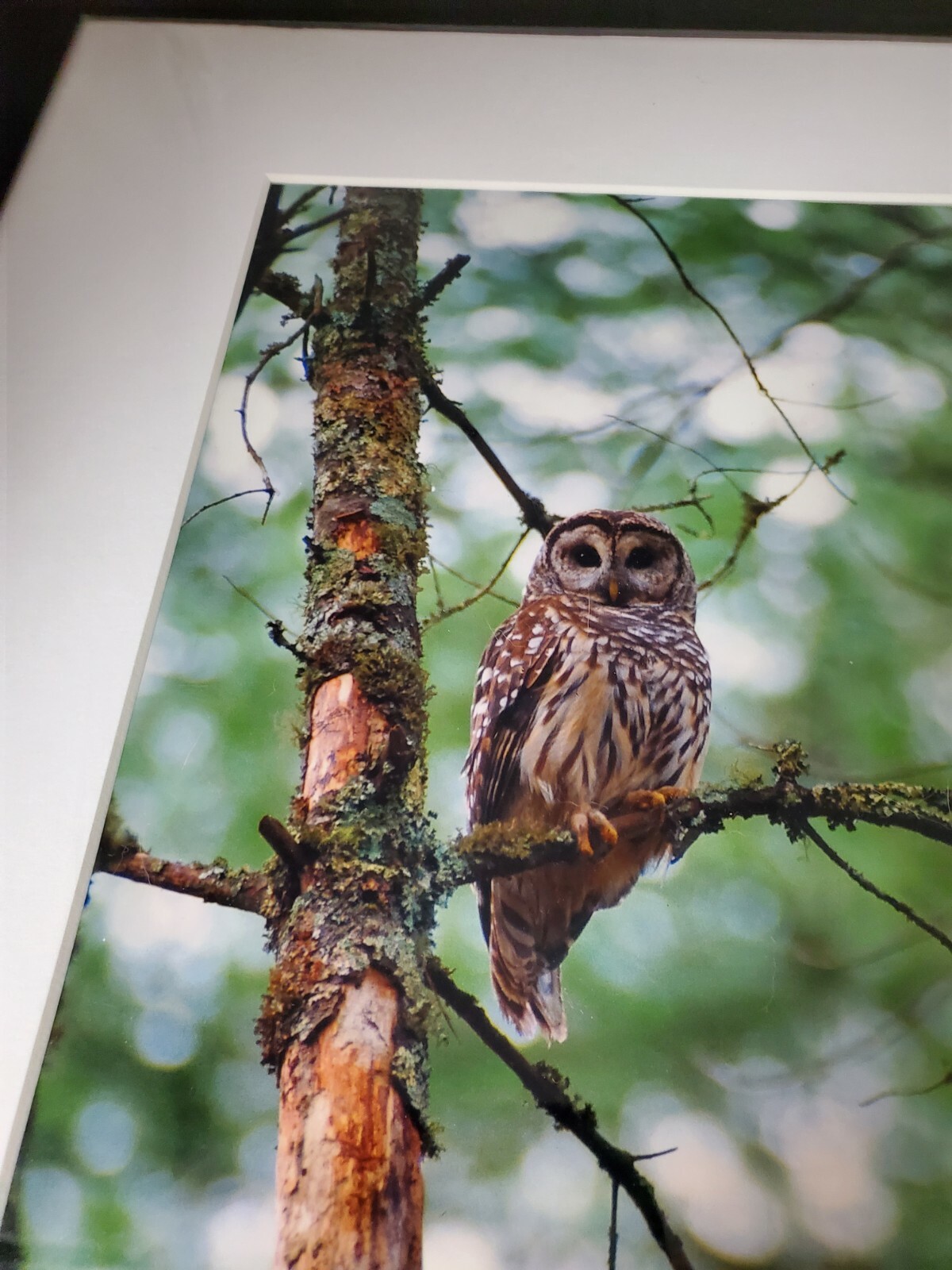 Vintage Kendall Chiles Signed Wildlife Photograph Owl Matted Unframed Tennessee