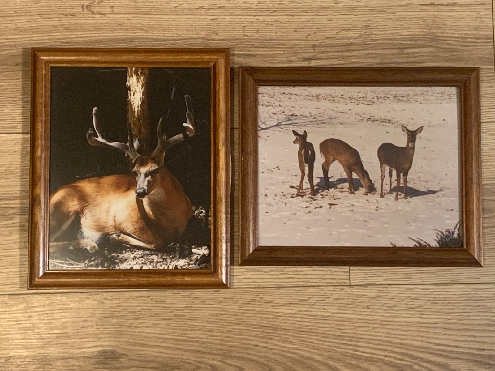Framed Whitetail Buck Wildlife Photographs Pair 11×9.5 Lodge Art