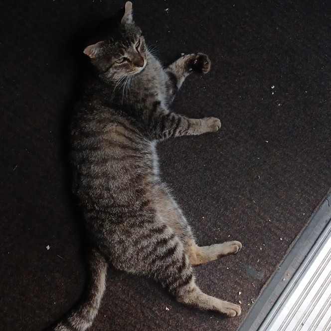 Color Cat Photograph – Tabby Cat Lying on Floor Mat, Animals Theme