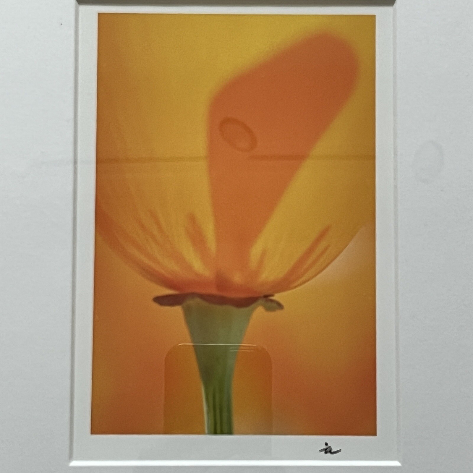 California Poppy Flower Art Photograph Signed & Framed