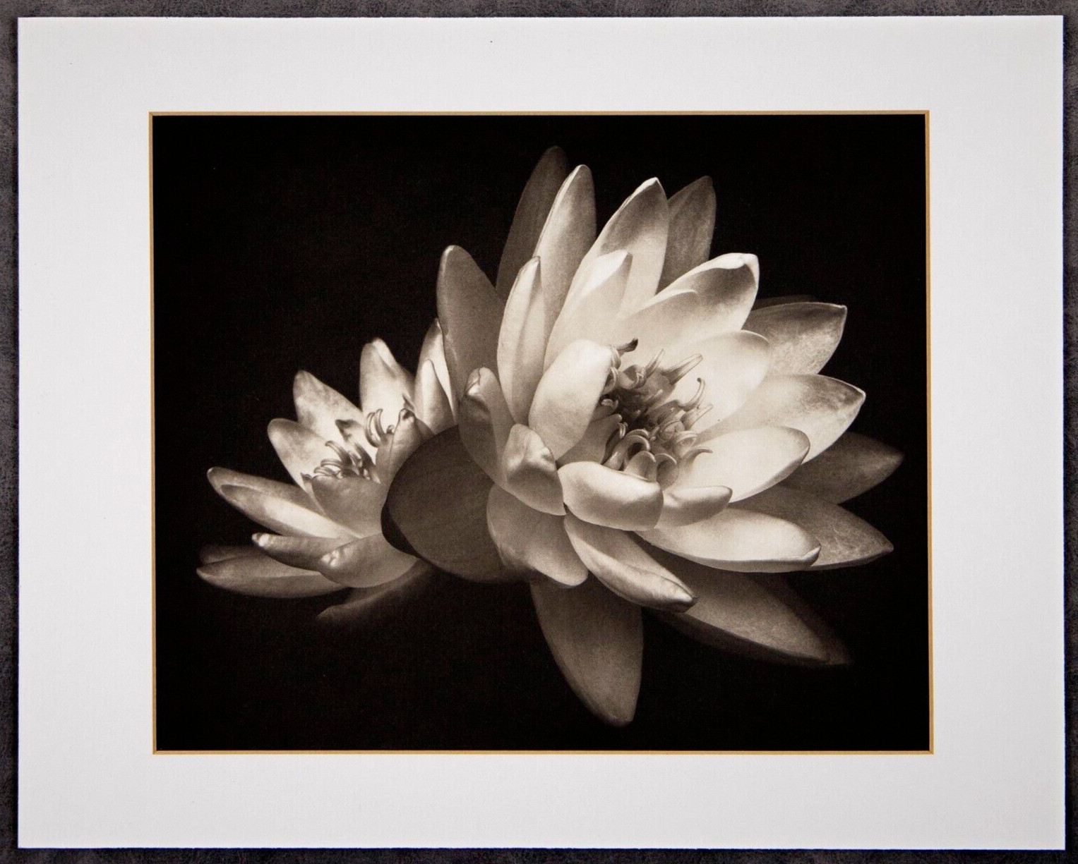 EDUARDO MARI, Platinum Palladium Print, WATER LILIES, Signed & Matted, 2003