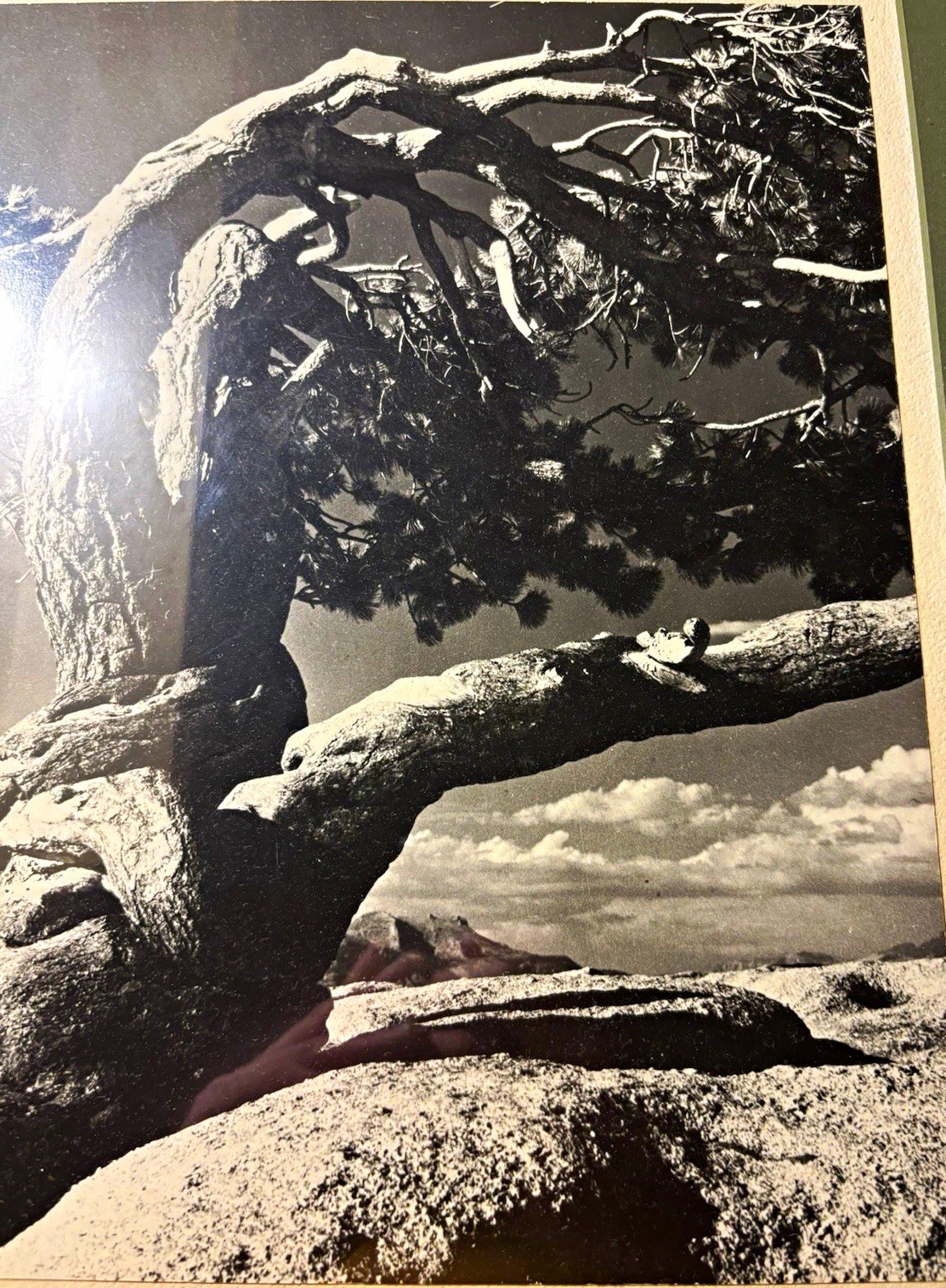 Ansel Adams Signed Original B&W Gelatin-Silver Photo Print 8×10 frame Pine Tree