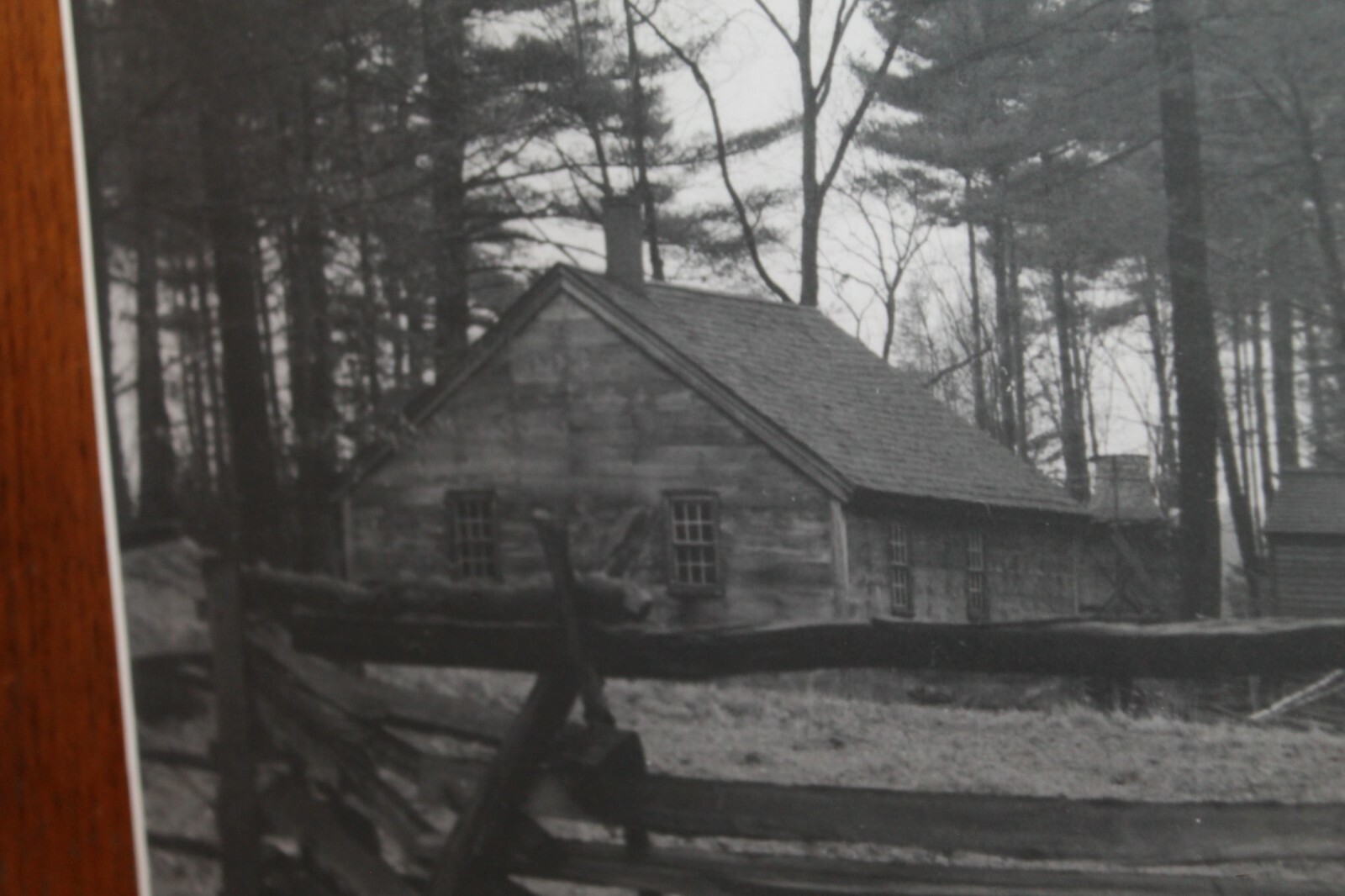 Vintage 8×10 Photo W. Beebe East Tennessee Cabin Woods