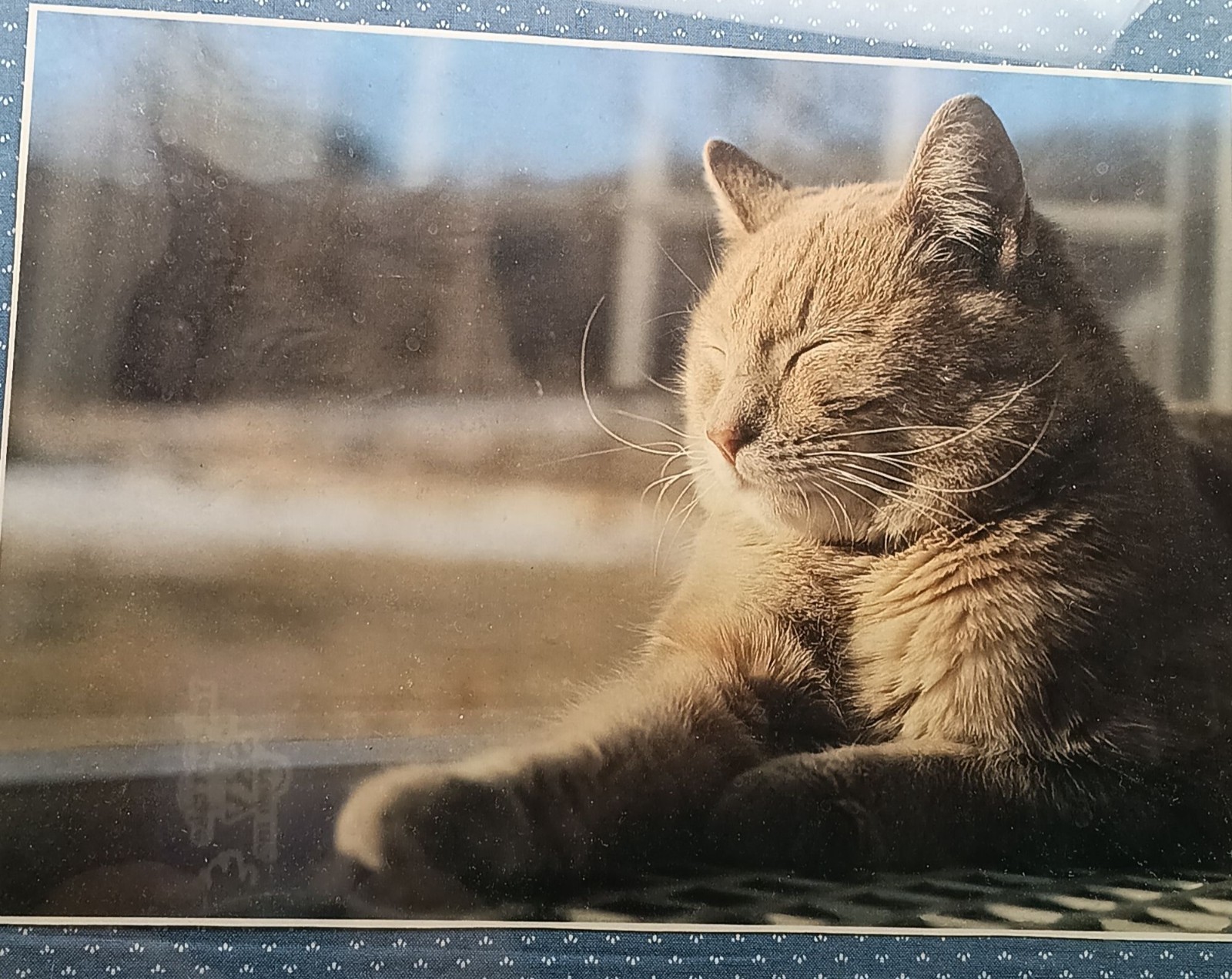 Vintage Framed Tabby Cat Photography Wall Art in Rustic Oak Frame