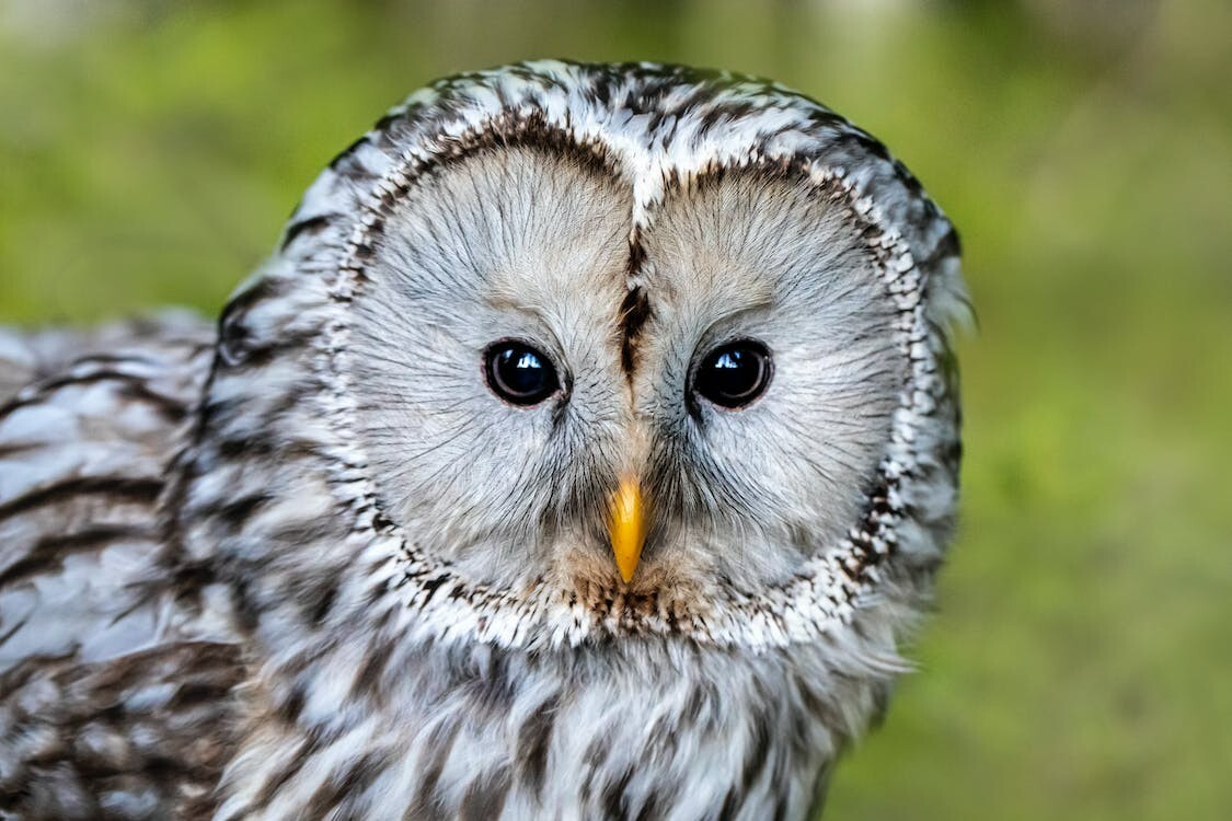 Digital Image Picture Photo Pic Wallpaper Background Water Trees Ural Owl