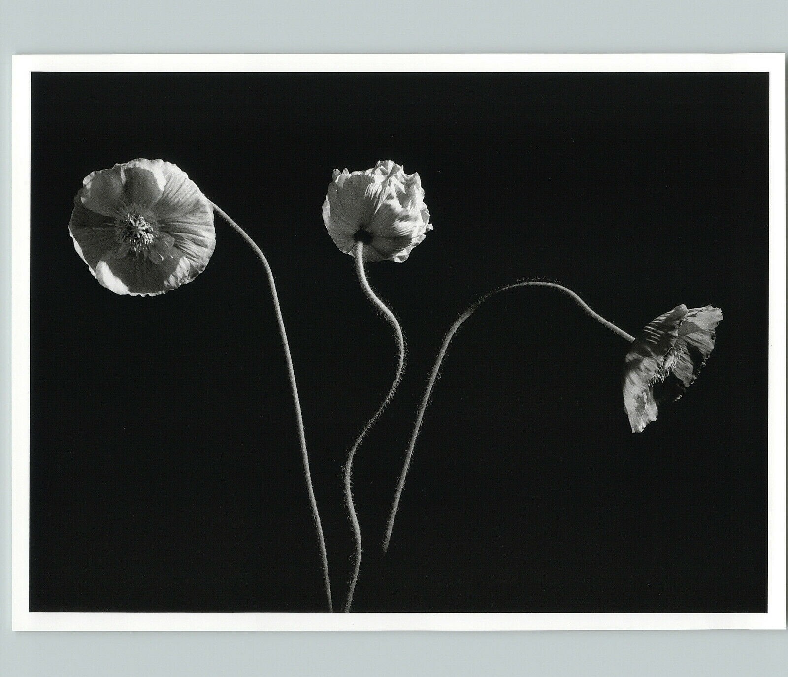 1989 1992 Poppy Poppies Flowers Oyster Bay Large Art Photo By Horst 16X20