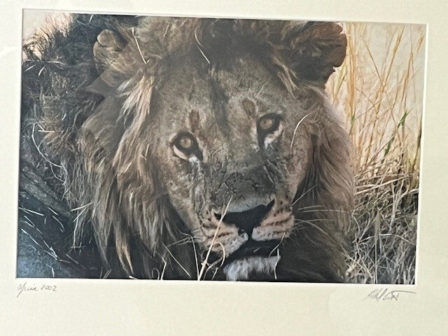 Africa Lion Wall Art Rare Photograph of Lion Africa Art Framed Signed and Dated