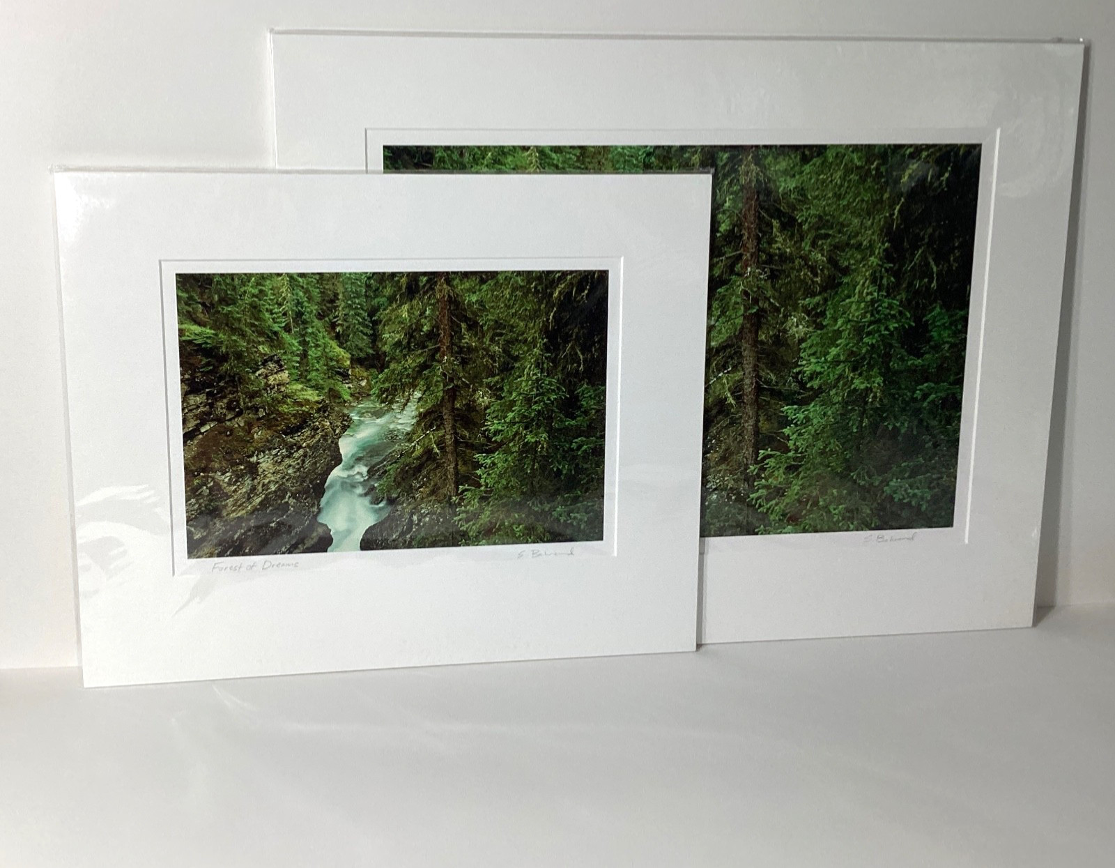 Fine Art Photograph Forest of Dreams Canadian Rockies Landscape Signed & Matted