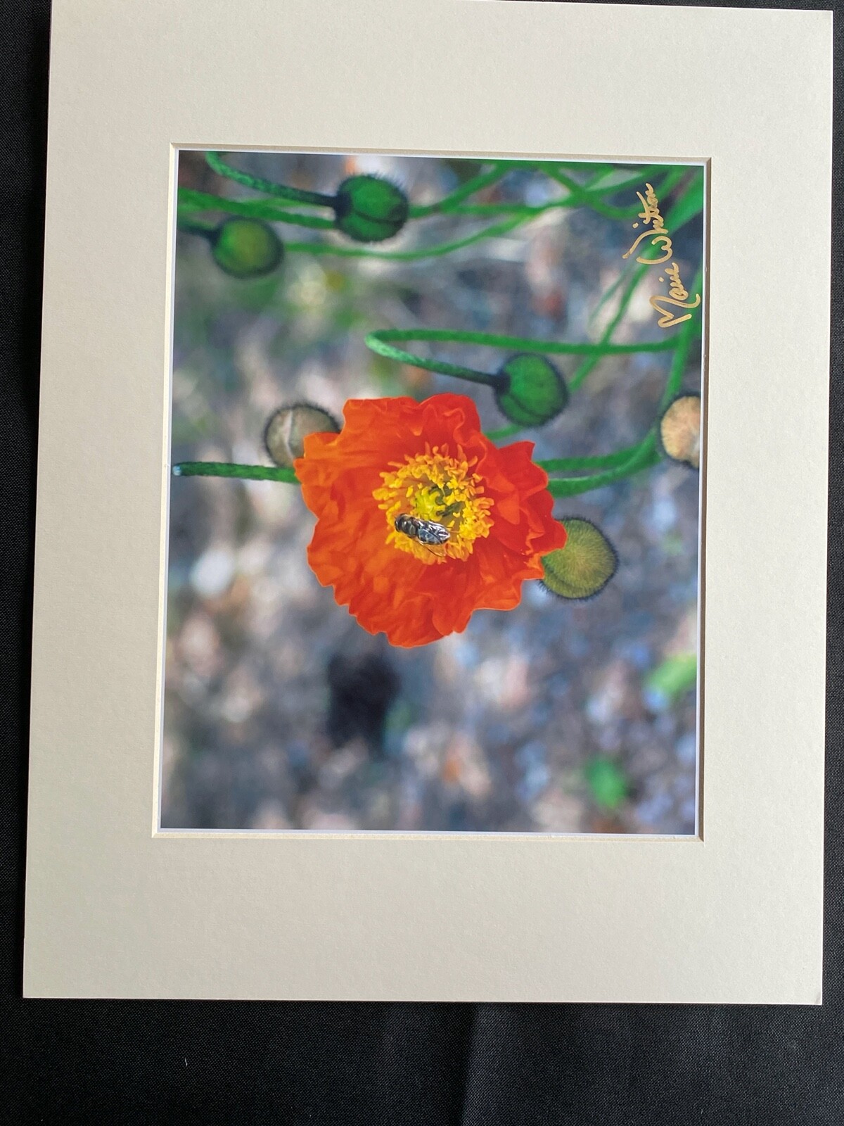 11 X 14 Photo in matte – signed by photographer Marie Whitton- Orange Poppy