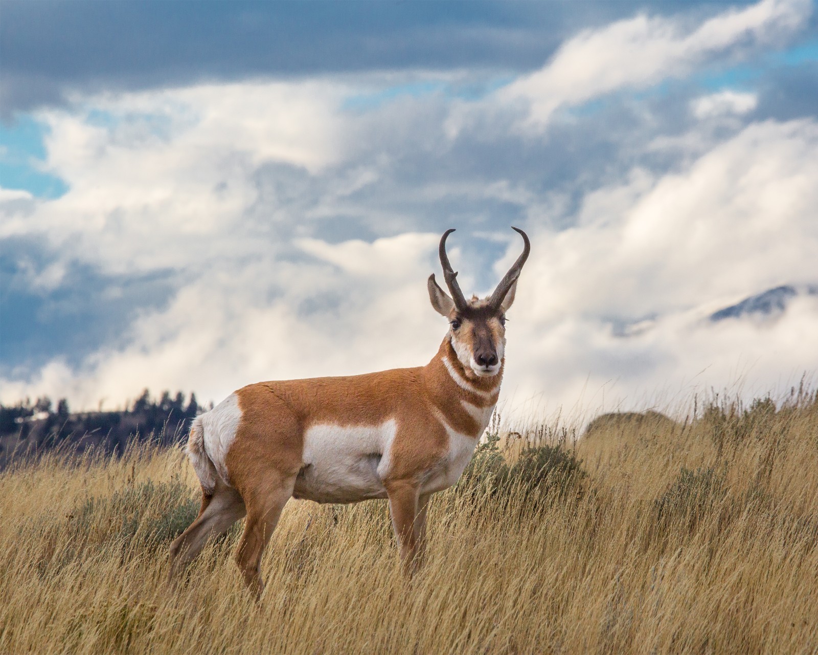 Pronghorn, Blacktail Deer Plateau 8″x10″ Photograph Print 8×10