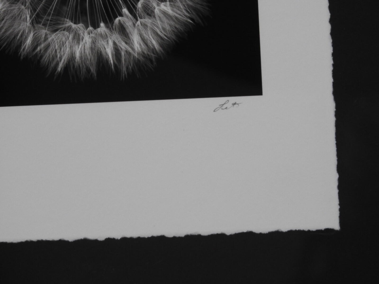 Striking #49 of 100 18.5″x22.5″ B&W Photo Framed Deckle Edge Flower Dandelion