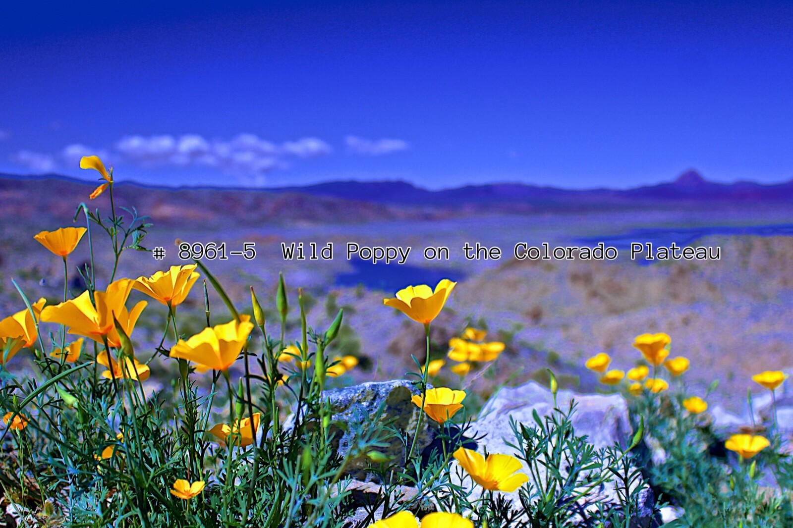 Metal Wall Print 36×24 Wild Desert Poppy on the Colorado River Desert Landscape