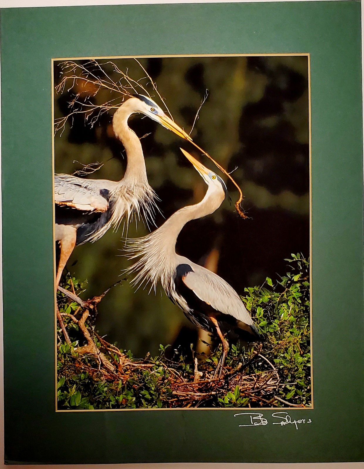 Signed Bob Salyers Heron & Egret Wildlife Photo Prints Pair 11×14 2005 Matted