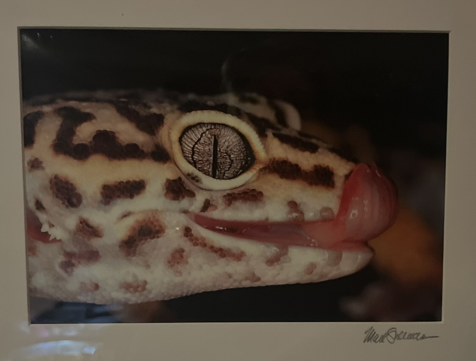 The Leopard Gecko -Close-Up Reptile Photography- Artist Signed