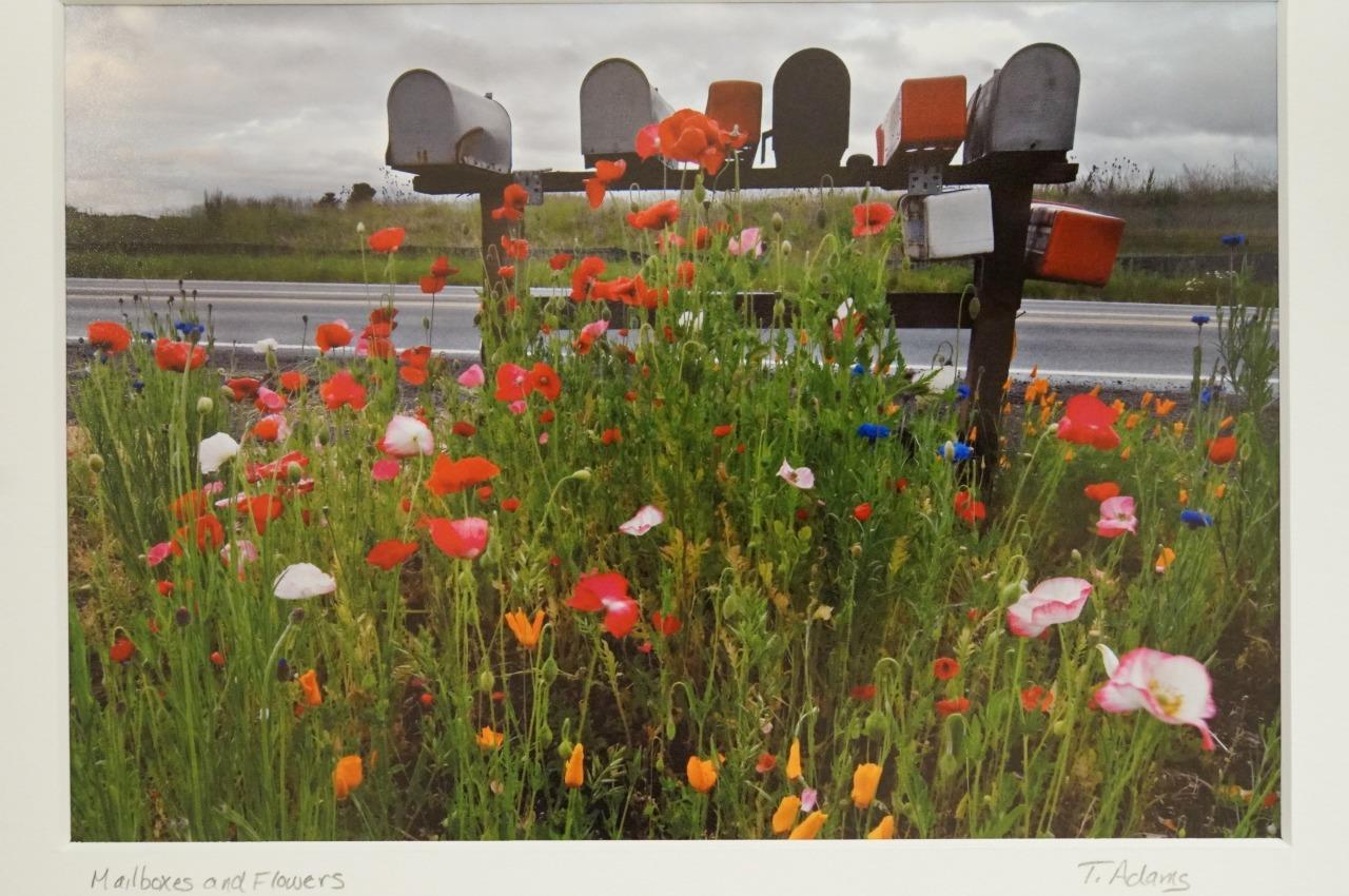 Tom Adams Photography Rural Road Mailboxes Poppies Flowers Oregon Photo Art 8×10