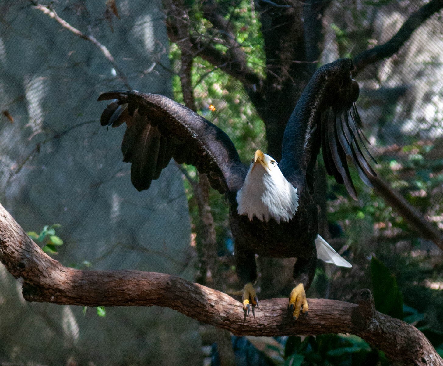 Digital Image Picture Photo EAGLE
