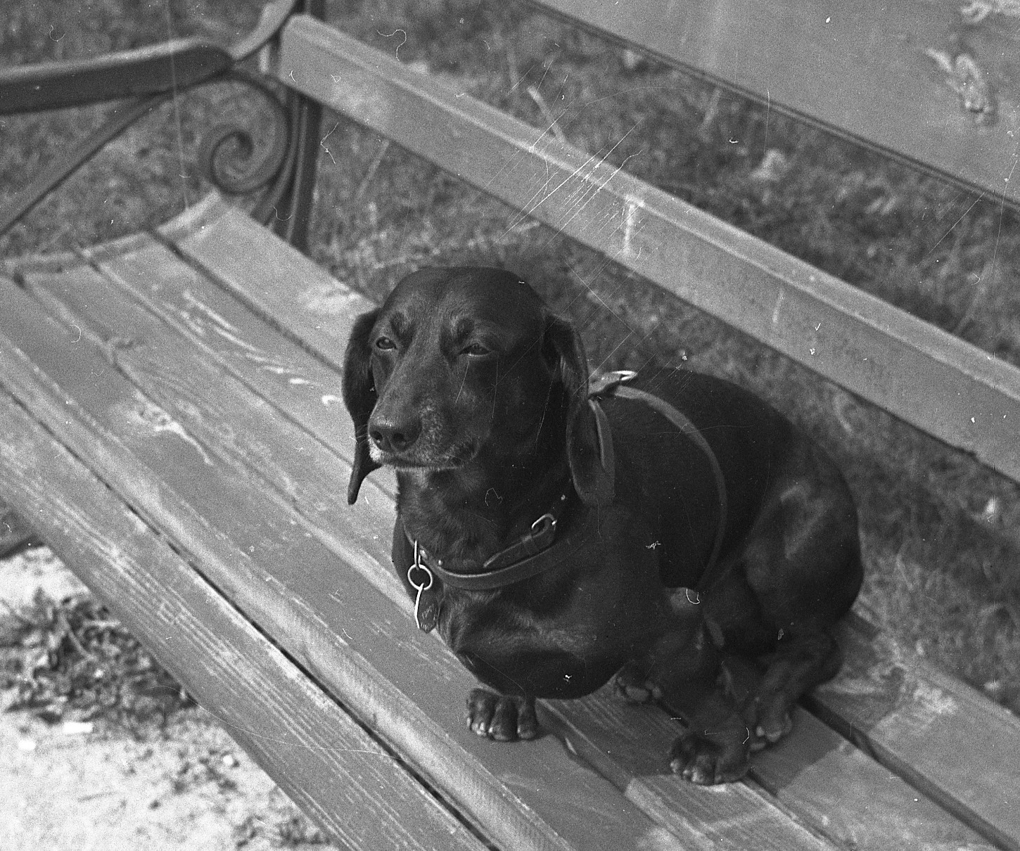 LOT 2x vintage fine art negative, couple w sweet dog, dachshund, funny, unusual