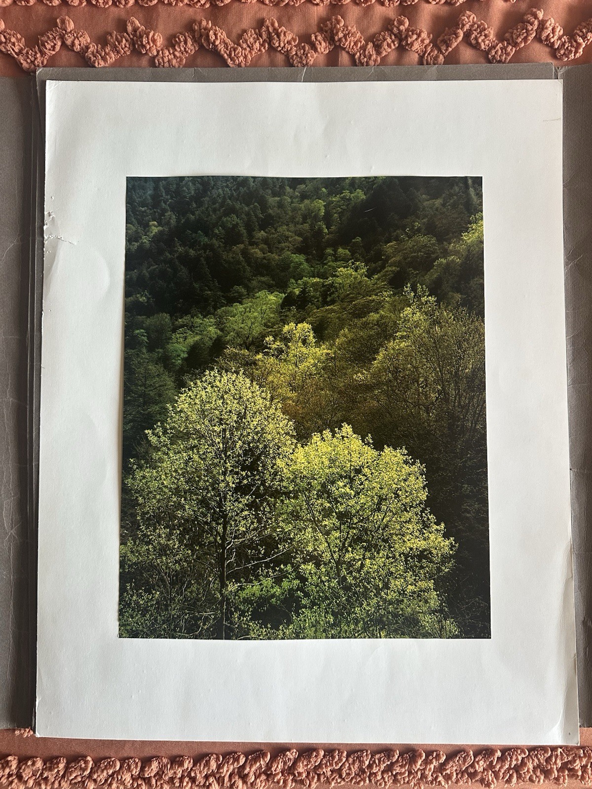 Vintage Eliot Porter Portraits Of Nature Portfolio