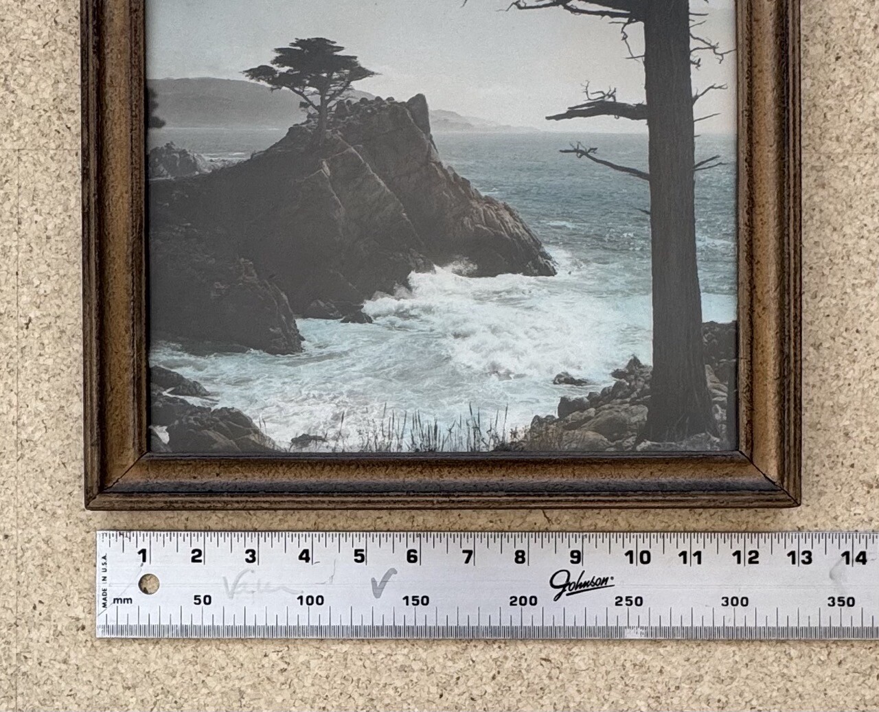 Lg Vtg Hand Tinted Oil Colored Photo Coastal Cypress Trees 12.75”x15.75” VG