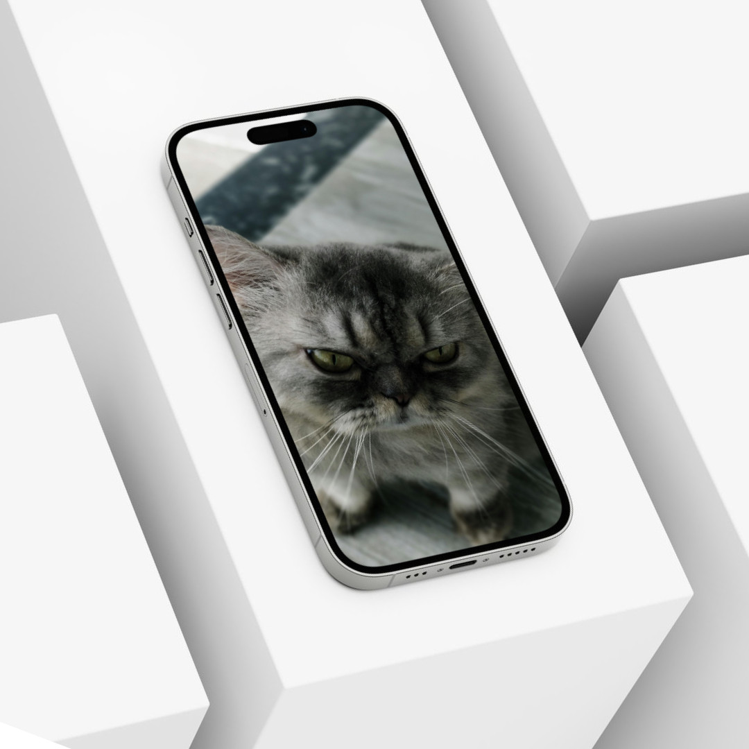 Cute Cat Animal Wallpaper Background Digital Picture, Adorable Pet Friend