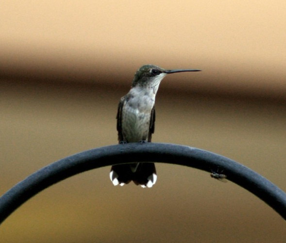 Hummingbird resting 8×10″ photograph print