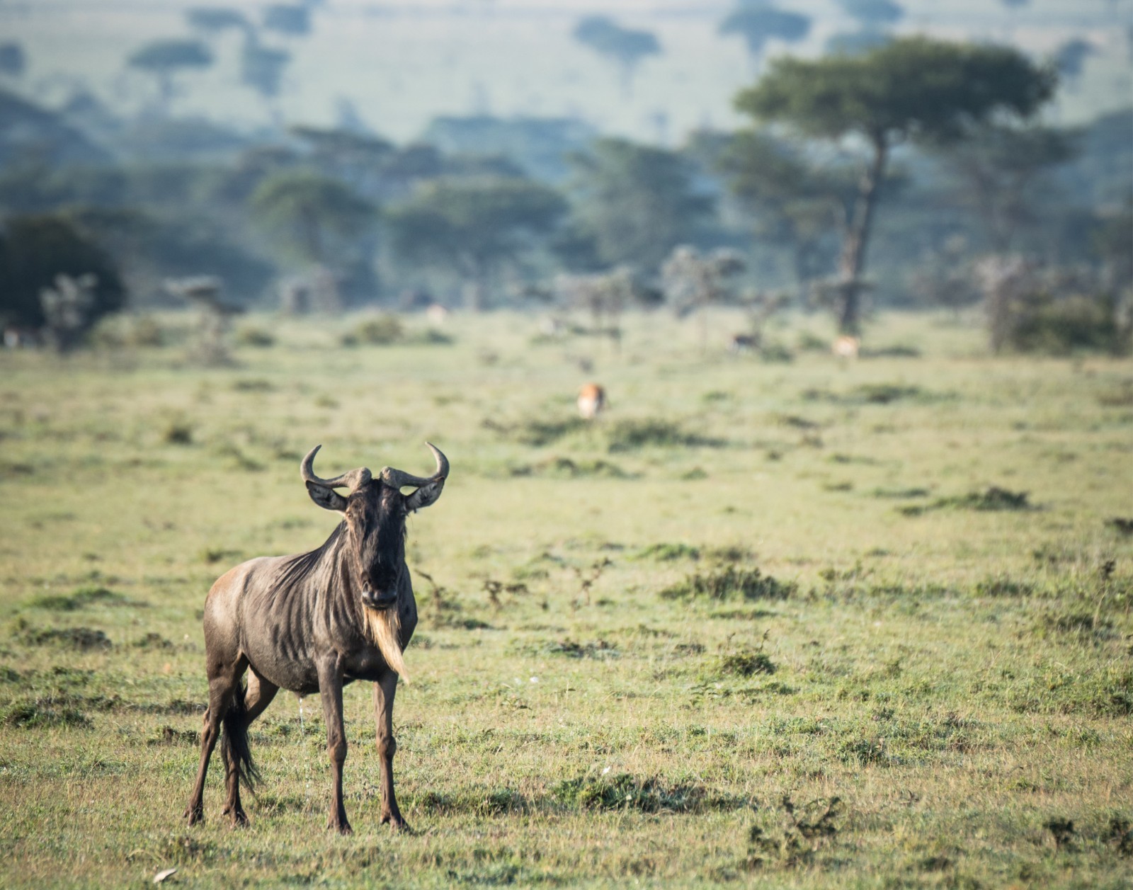Wildebeest 11×14 Print 11″x14″