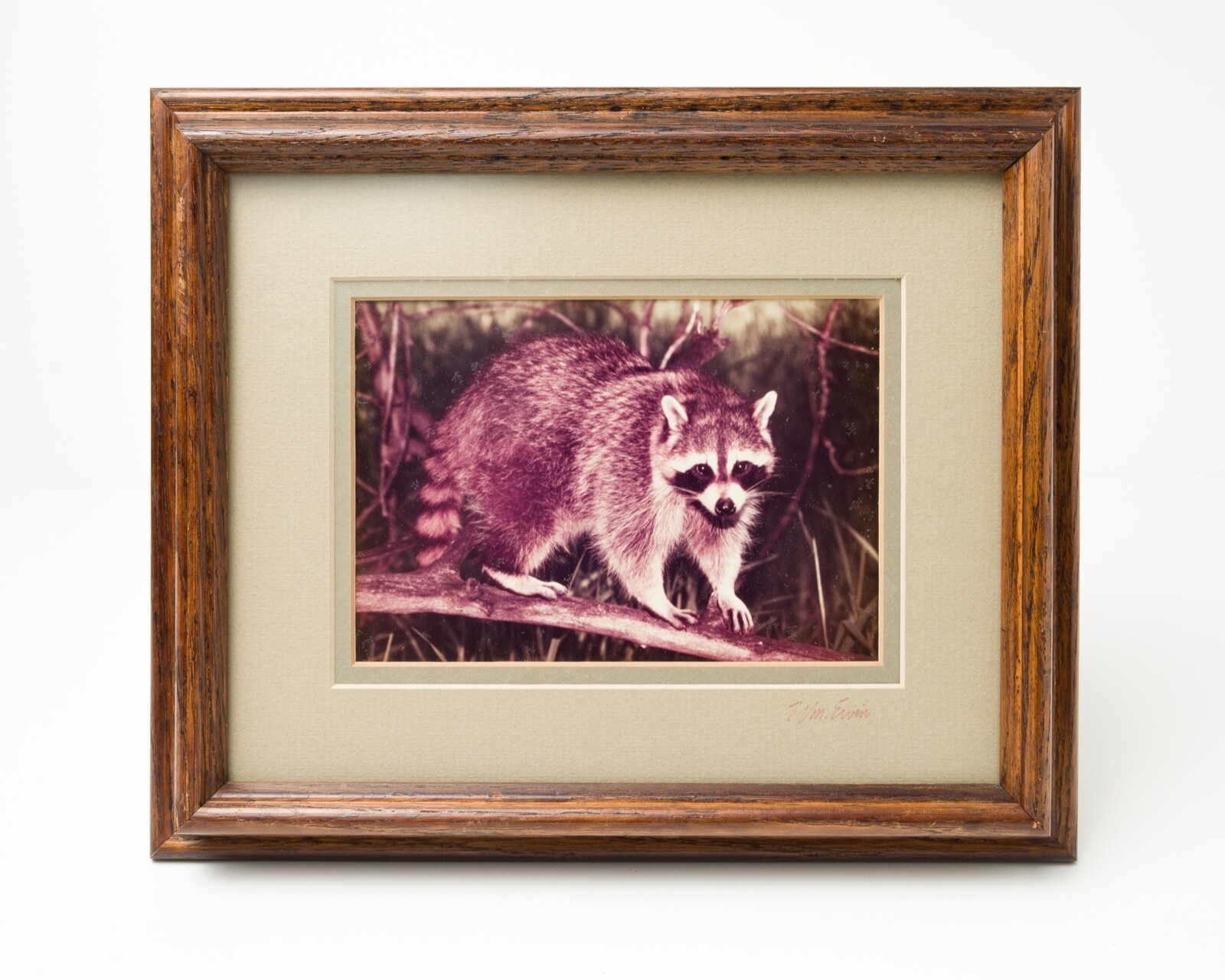 VTG Nature Photographs – Cottontail Raccoon William Ervin Natural Imagery Signed