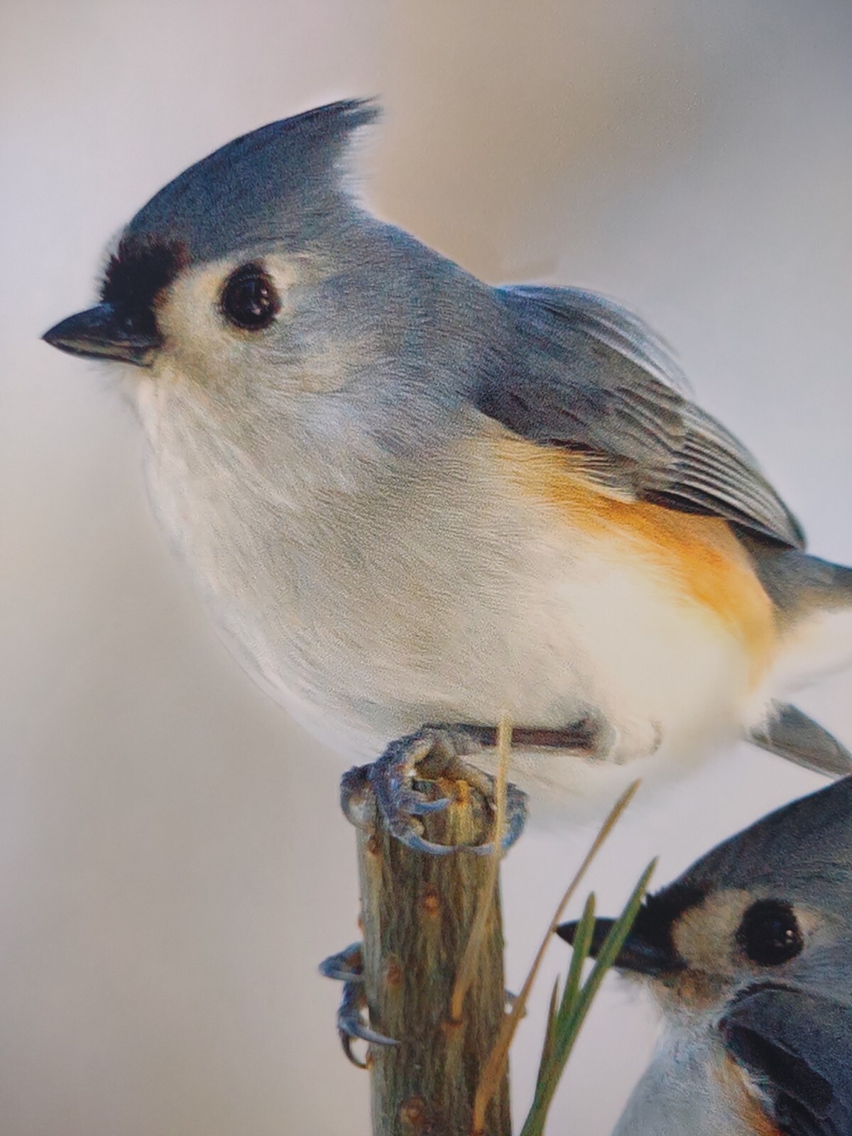 Bird Photography Two Tufted Titmouse Original Colored Print Nature Ted Ellis