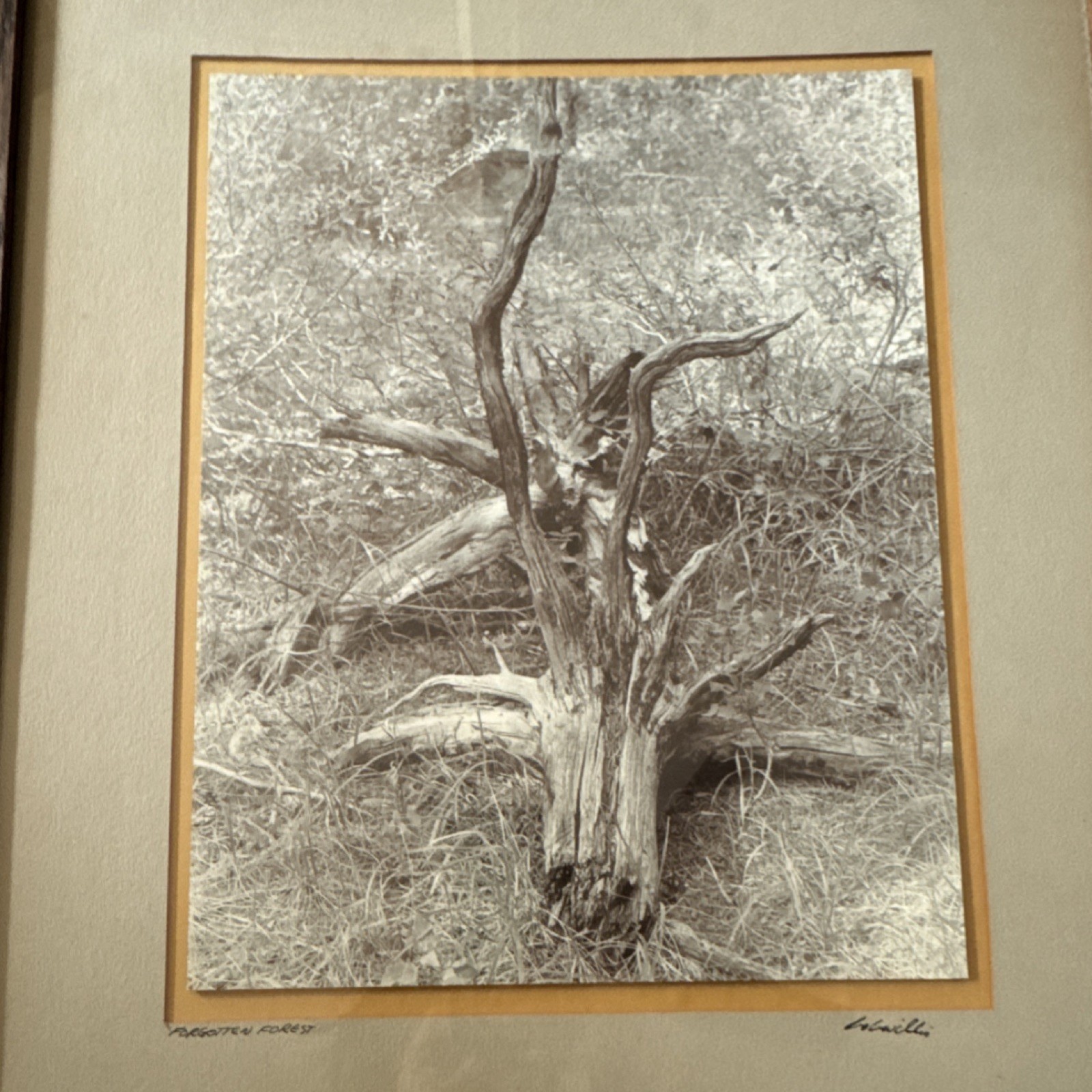 L. Willi Signed Black & White Photograph Forgotten Forest Framed Portrait Art
