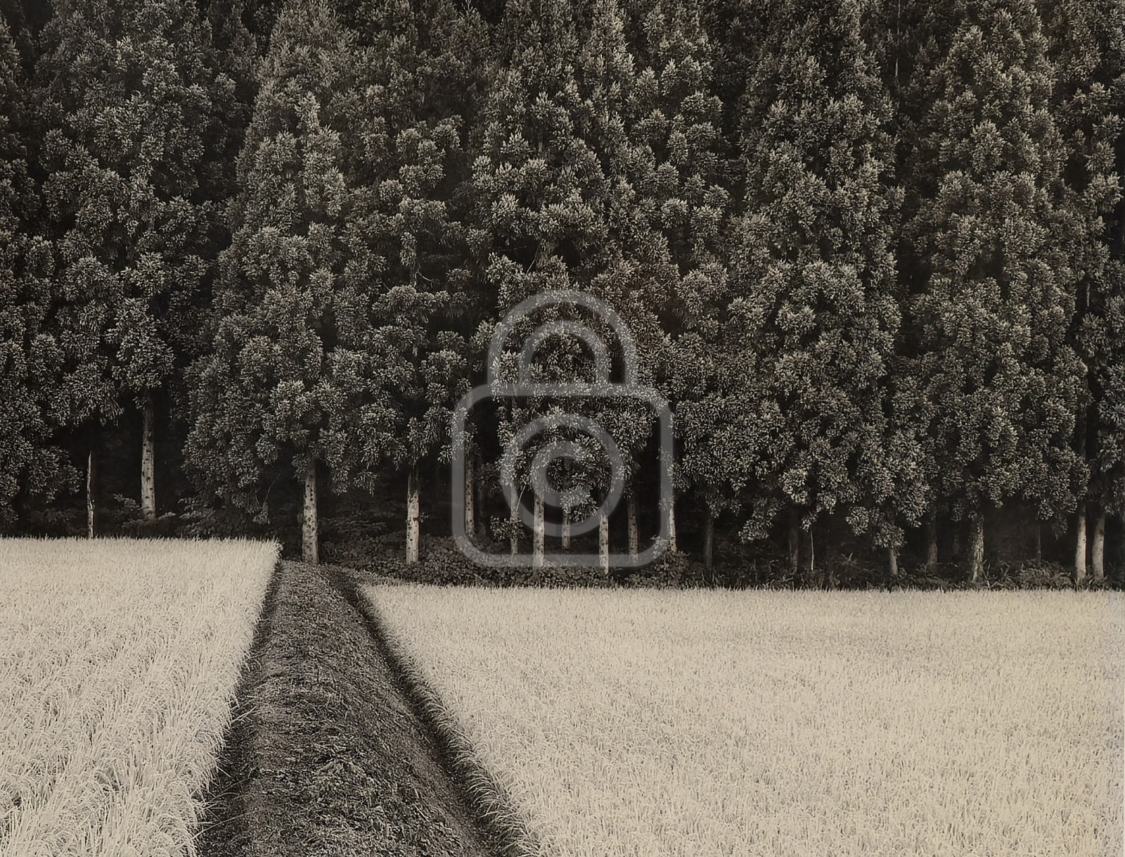1990’s John Sexton Signed Photograph. Rice Field & Pine Forest. Tohoku, Japan